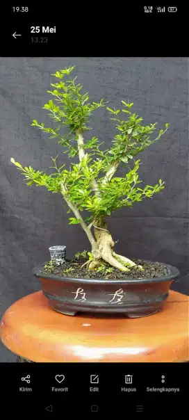 Jual bonsai sansibur super micro Vietnam