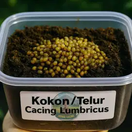 Kokon/ Telur Cacing Tanah Lumbricus  Isi 400 Butir + Media Ternak