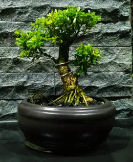 Jual bonsai sansibur super micro Vietnam