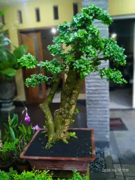 Jual bonsai serut