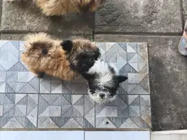Anak anjing shitzu mix