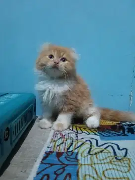 Kiteen American Curly Jantan umur 2,5 bulan