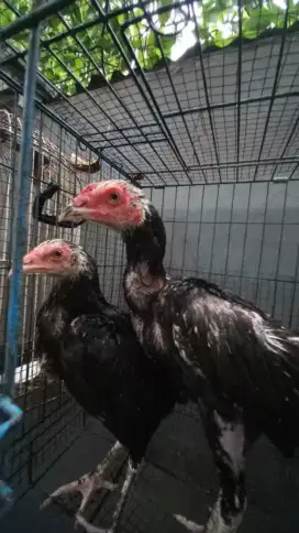 Ayam Bangkok 4 bln sepasang calon big