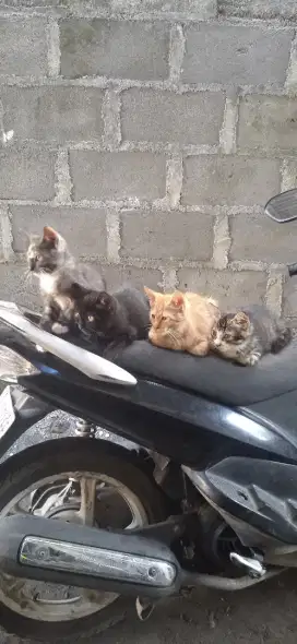 Kitten peranakan domestik
