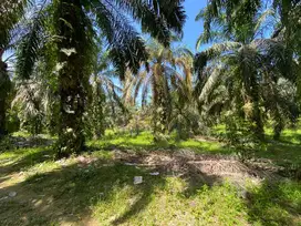 DIJUAL KEBUN SAWIT