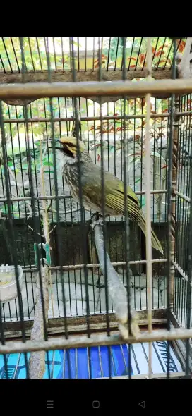 Jual Cucak Rowo