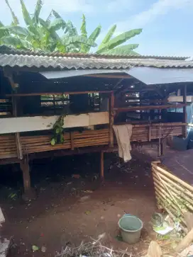 Investasi kambing & Domba