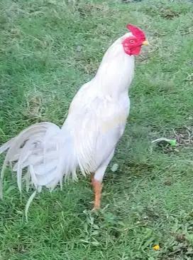 Jual ayam di Denpasar