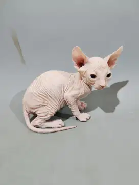 Kitten sphynx jantan 2 bulan pink solid