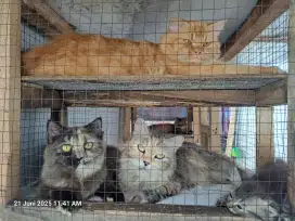 Jual borongan kucing persia