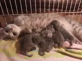 Induk munchkin dengan 5 anak