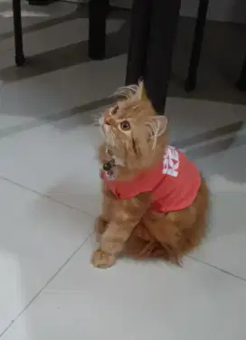 Open adopsi kucing Persia long hair x maincoon