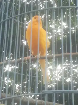 Burung Kenari AF Cor Cor gacor