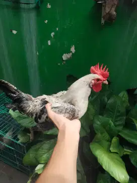 ayam arab pejantan