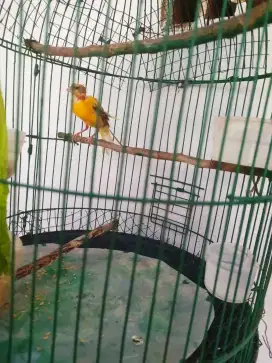 Jual burung kenari betina