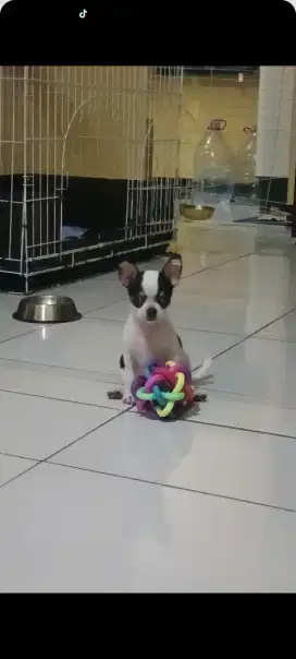 Chihuahua Beloved Friends