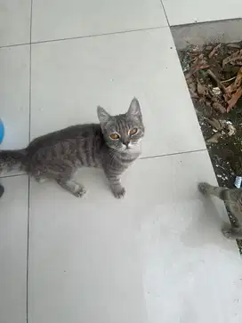 Kucing BSH jantan non ped