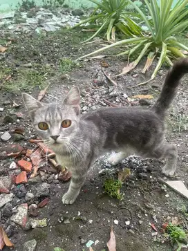 Kucing BSH betina non ped