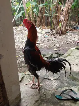Ayam bangkok super
