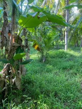 Lahan dekat pantai pekutatan