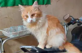 Kucing persia X Maincoone Bigbone