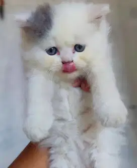 kitten jantan persia 3bulan