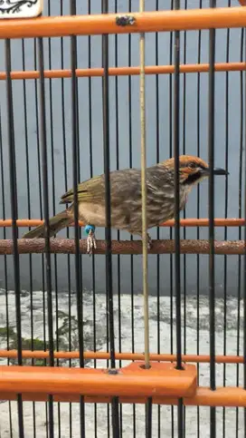 Burung Cucak Rowo Betina DNA