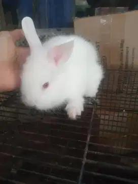 Anakan kelinci lucu