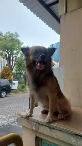 2 Anjing Campuran Dewasa Umur 4 Tahun (Jantan)