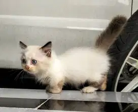 Munchkin jantan 3 bulan