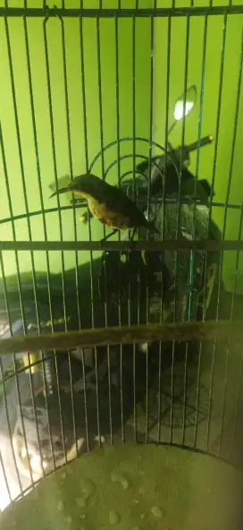 Burung kolibri ninja trotol