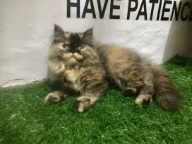 Kucing Persia betina 3 bulan bulu super