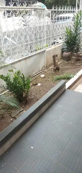 Dijual Rumah Bengawan Cideng Jak Pus siap huni