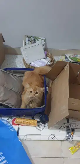 Lepas adopt kucing persia