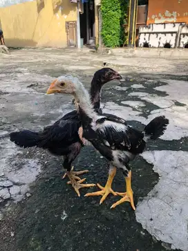 Anakan ayam shamo original