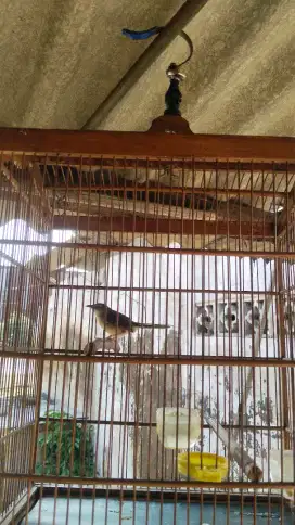 Jul burung cigun gacor dor bonus isin kenari fulset 400