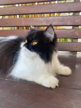 kucing exotic x permed