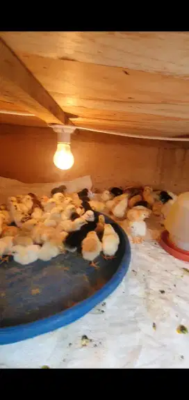 Anak ayam kampung