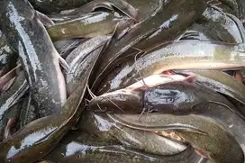 ikan lele konsumsi segar