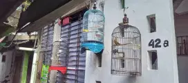 Jual Burung saja