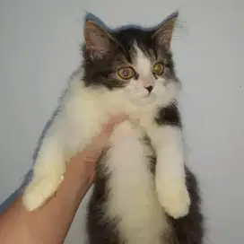 Kucing Anggora Betina