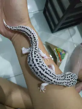 Gecko 7blnan jantan mata hitam pekat cakep jinak lulut