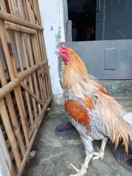 Ayam Birma umur 1.5 tahun