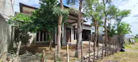 Jual Rugi ,Pindah Kerja Rumah Tumbuh, Nego
