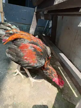 Ayam Birma telor biru