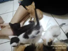 LA 4 kitten persia mixdom
