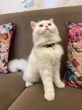 Lepas adopsi Kucing Persia Long Hair