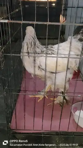 Ayam berahma jantan 4/5 blan
