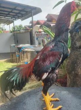 Ayam muda jual murah - BU