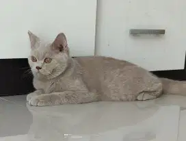 BSH British Shorthair Lilac Jantan